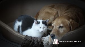 Santé animale : les Français gèrent mal l’hydratation de leurs chiens et chats !