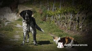 Assurance santé animale : protéger le chien et chat des dangers du jardin