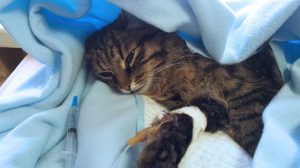 Assurance santé animale : Penser aux numéros utiles en cas d’urgence