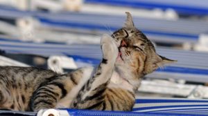 Assurance santé animale : Comment prévenir la maladie des griffes du chat ?