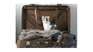 Assurance santé animale : les Français organisent leurs vacances avec leur chien et chat