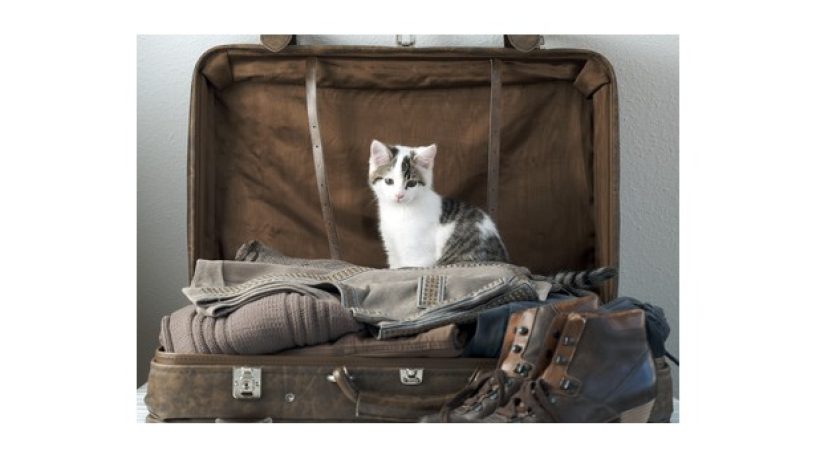 Assurance animale : Des nouveautés pour voyager avec son chien ou chat au Royaume-Uni