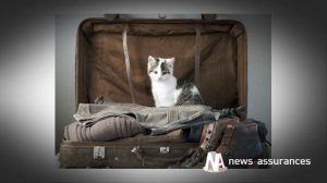 Bien-être animal : comment voyagent les maîtres de chiens et chats européens ?