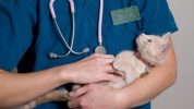 Assurance animaux : A partir de quel moment les vaccins protègent-ils le chat ?