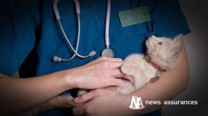 Santé animale : quelle couverture pendant la garde du chien ou du chat ?