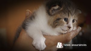 Assurance santé animale : le typhus du chat, une maladie très contagieuse