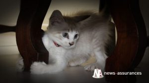 Assurance santé animale : vivre harmonieusement avec son chat