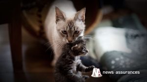 Santé animale : prendre soin de son chien ou chat au printemps