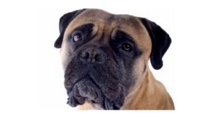 Assurance animale : Ophtalmologie et progrès de la médecine vétérinaire pour le chien
