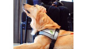 Assurance animale : Le chien guide d’aveugle, un auxiliaire précieux