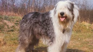 Assurance animaux : Un nouveau test pour dépister une maladie génétique chez le bobtail