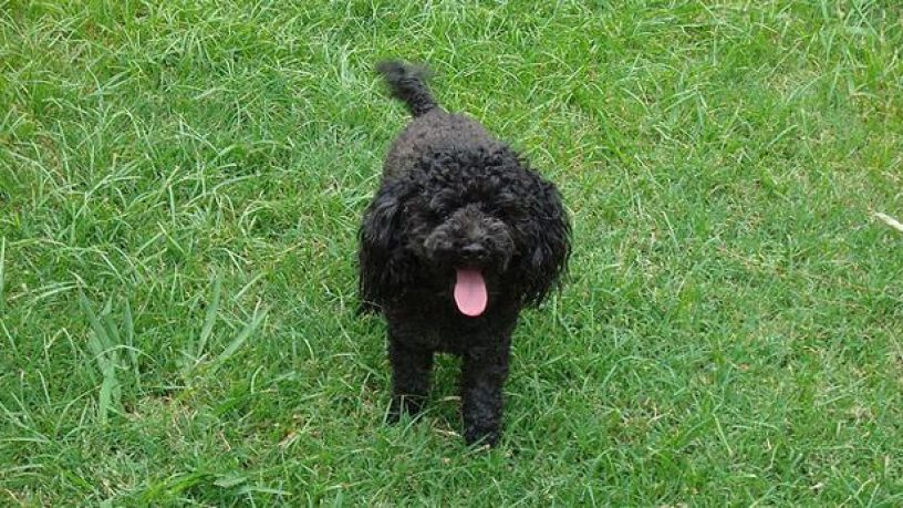 Assurance animaux : Les chiens de petite taille vivent plus longtemps
