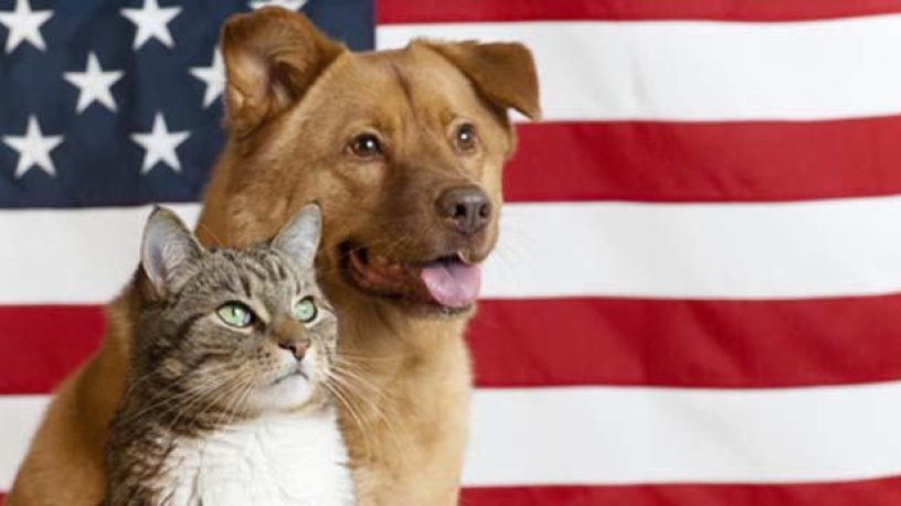 Assurance animaux : les États-Unis soignent les chiens et chats à coup de « Prozac »