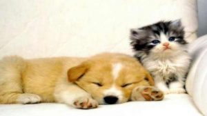 Assurance santé animale : Chien, chat, NAC, mode d’emploi