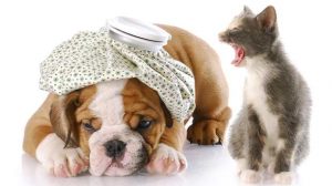 Assurance Animale : Seuls 4% des animaux domestiques sont assurés en France