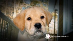 Santé animale : les chiens préférés des Français en 2015