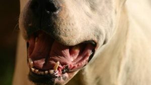 Assurance santé animale : l’ADN piste aussi les chiens de combat