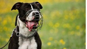 Assurance animaux : Le Maroc veut interdire les chiens dits « dangereux »