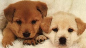 Assurance animale : La vidange des glandes anales chez le chien