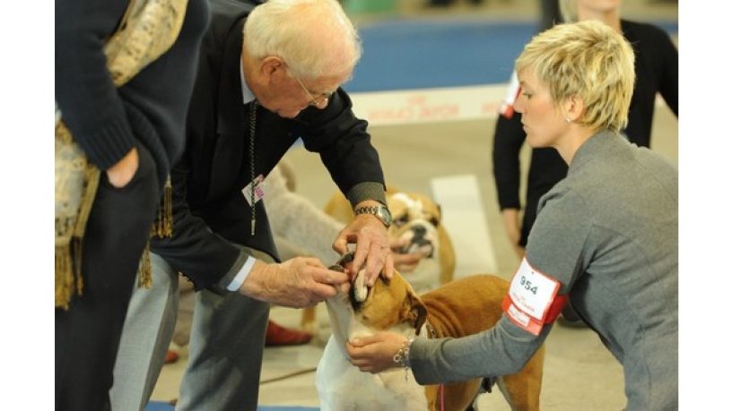 Assurance animale : Risque de transmission de maladies lors d’expositions canines