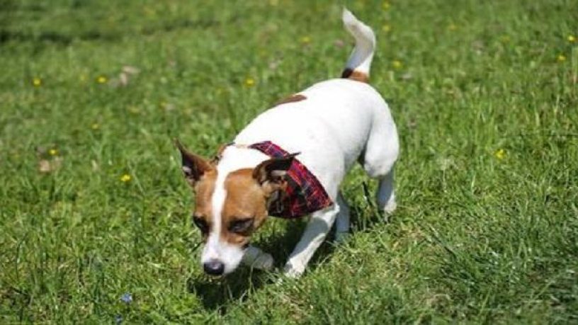 Assurance santé animale : Escargots et limaces, un danger potentiel pour le chien