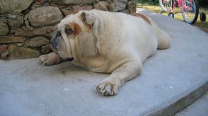 Assurance animaux : L’obésité touche de plus en plus les chiens