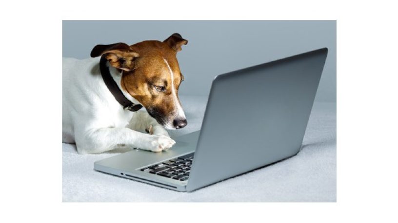 Assurance animale : Internet, un moyen d’acquérir son chien ou son chat