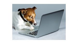 Assurance animale : Internet, un moyen d’acquérir son chien ou son chat