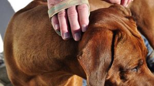 Assurance animaux : Les médecines douces sont remboursées… naturellement