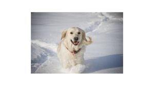 Assurance animale : Partir en vacances de neige avec son chien