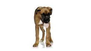 Assurance animale : La dysplasie touche aussi le coude chez le chien
