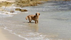 Comment gérer l’alimentation du chien et du chat durant les vacances ?