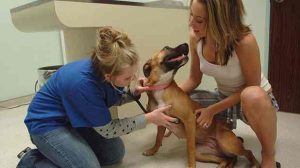 Assurance animale : Maladie héréditaire chez le staffie, un nouveau test