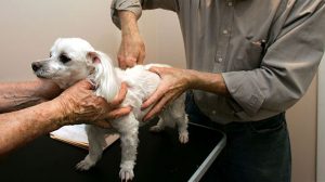Assurance santé animale : “Les antibiotiques c’est pas automatique” même pour les chiens et chats!