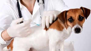 Leishmaniose chez le chien : un dépistage gratuit dans les zones en alerte maximale