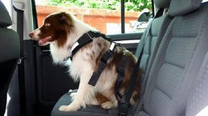 Assurance animale / Crash test : Comment protéger son animal en voiture