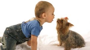 Assurance animale : Quand le chien sème la zizanie dans les couples