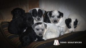 Santé animale : gérer l’alimentation de la chienne allaitante et de ses bébés