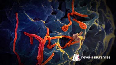 Ebola : le ministère de la santé met en place un numéro vert