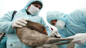 Le virus H5 de la grippe aviaire refait surface aux Pays-Bas