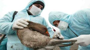 Prévention / Santé : La grippe aviaire refait son apparition à Hong Kong, un garçonnet de deux ans dans un état grave