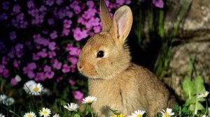 Assurance santé animale : un lapin domestique pour animal de compagnie