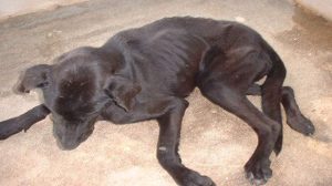Assurance santé animale : Leishmaniose chez le chien, une maladie grave