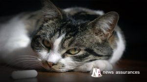 Assurance santé animale : Mon chat / chien a-t-il de la fièvre ?