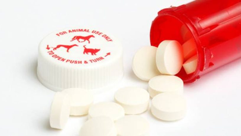 Assurance animaux : N’achetez pas les médicaments sur Internet !