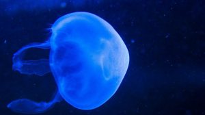 Que faire en cas de piqûre par une méduse ou une vive ?