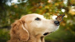 Pourquoi souscrire une assurance pour votre chien ?