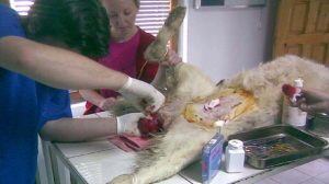 Assurance animaux : Quand la médecine destinée aux humains sert aux vétérinaires