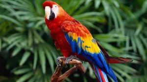 Assurance animale : Aspergillose, une maladie grave chez le perroquet