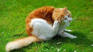 Assurance santé animale : 47 % des chats européens infestés par des vers ou des parasites